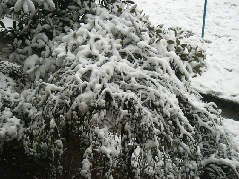 屋前雪景 摄影 仙人树