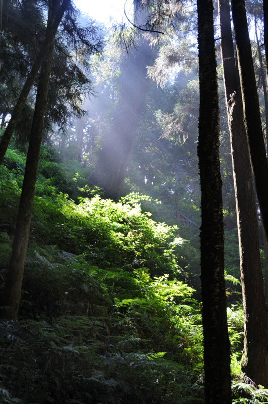 阿里山  原始森林 摄影 时颖