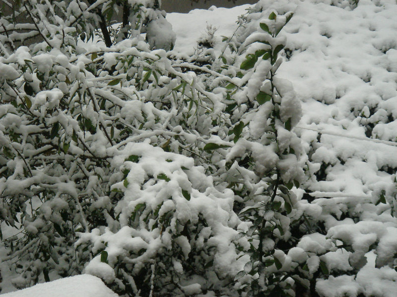 屋前雪景 摄影 仙人树