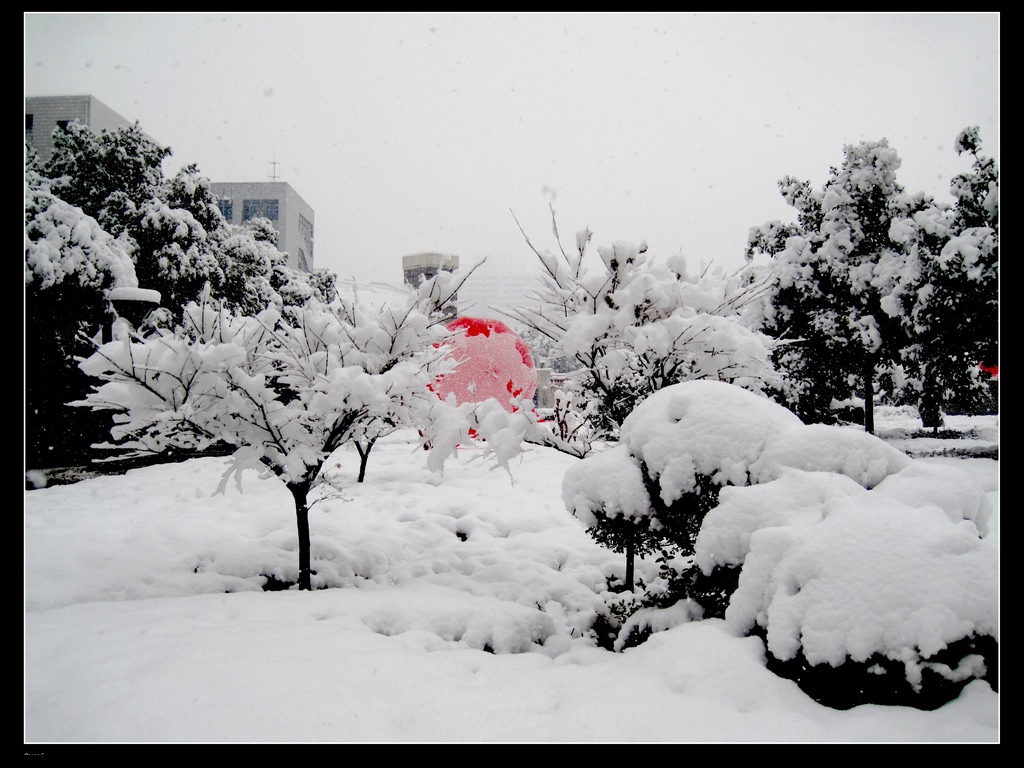 雪韵 摄影 红山竹