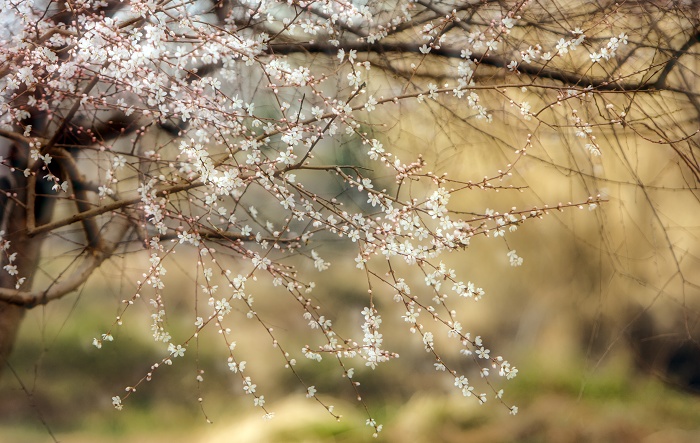 梅花 摄影 花影如梦