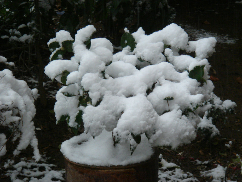 屋前雪景 摄影 仙人树