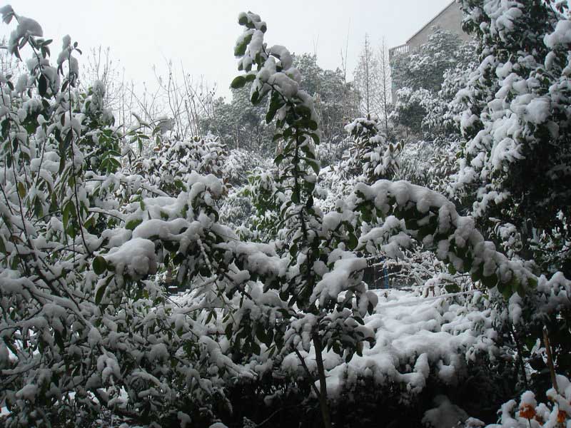 屋前雪景 摄影 仙人树