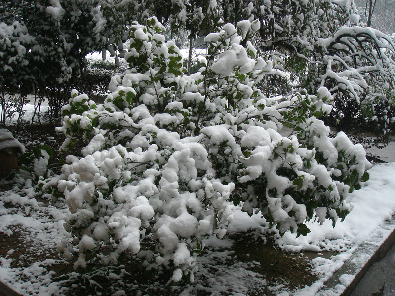 屋前雪景 摄影 仙人树