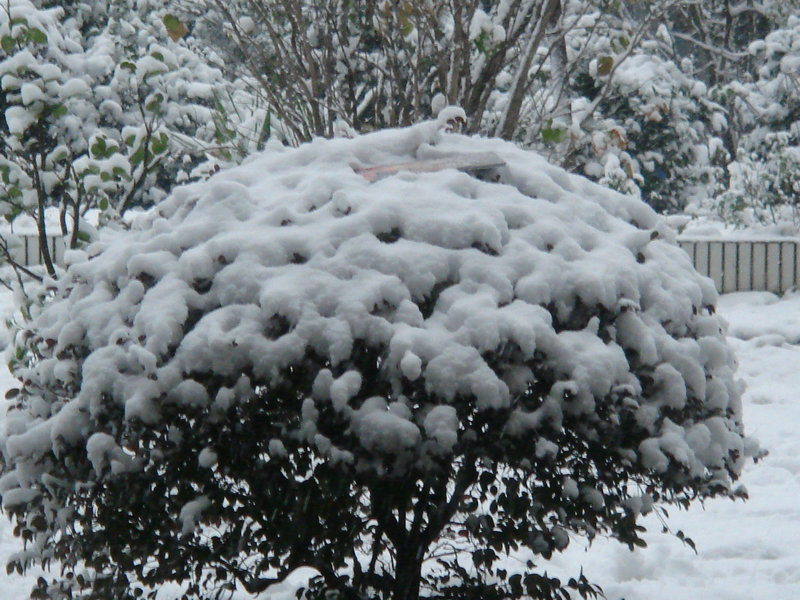 屋前雪景 摄影 仙人树