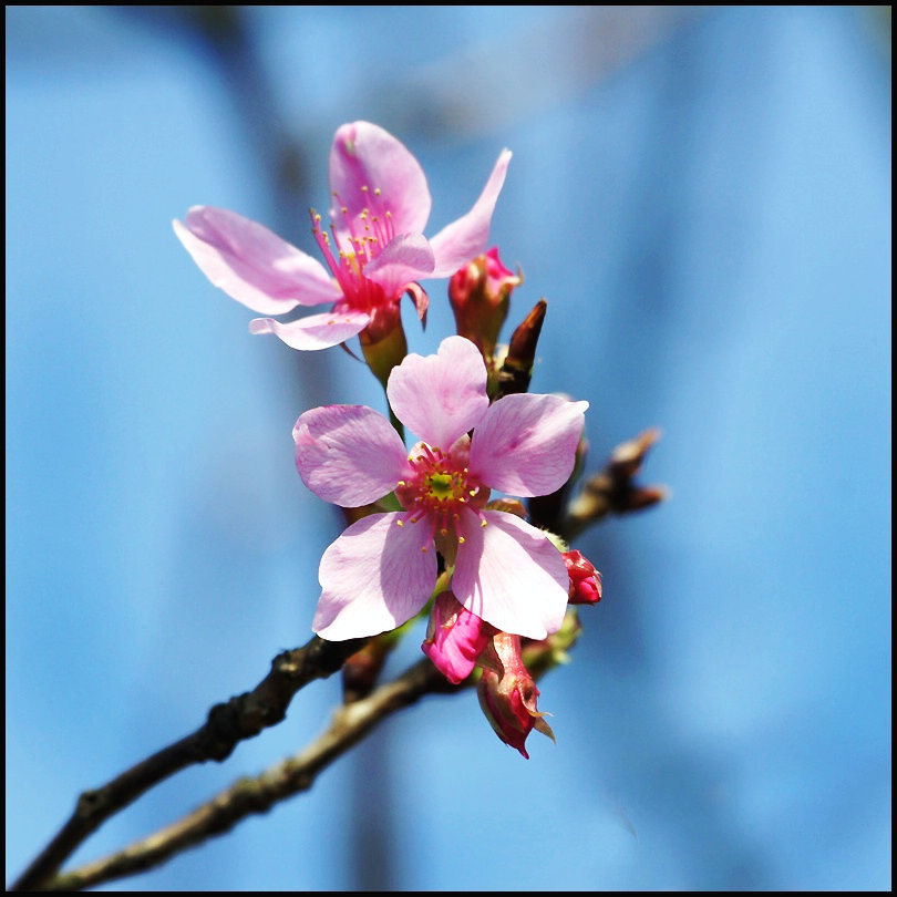 樱花……3 摄影 王蒜