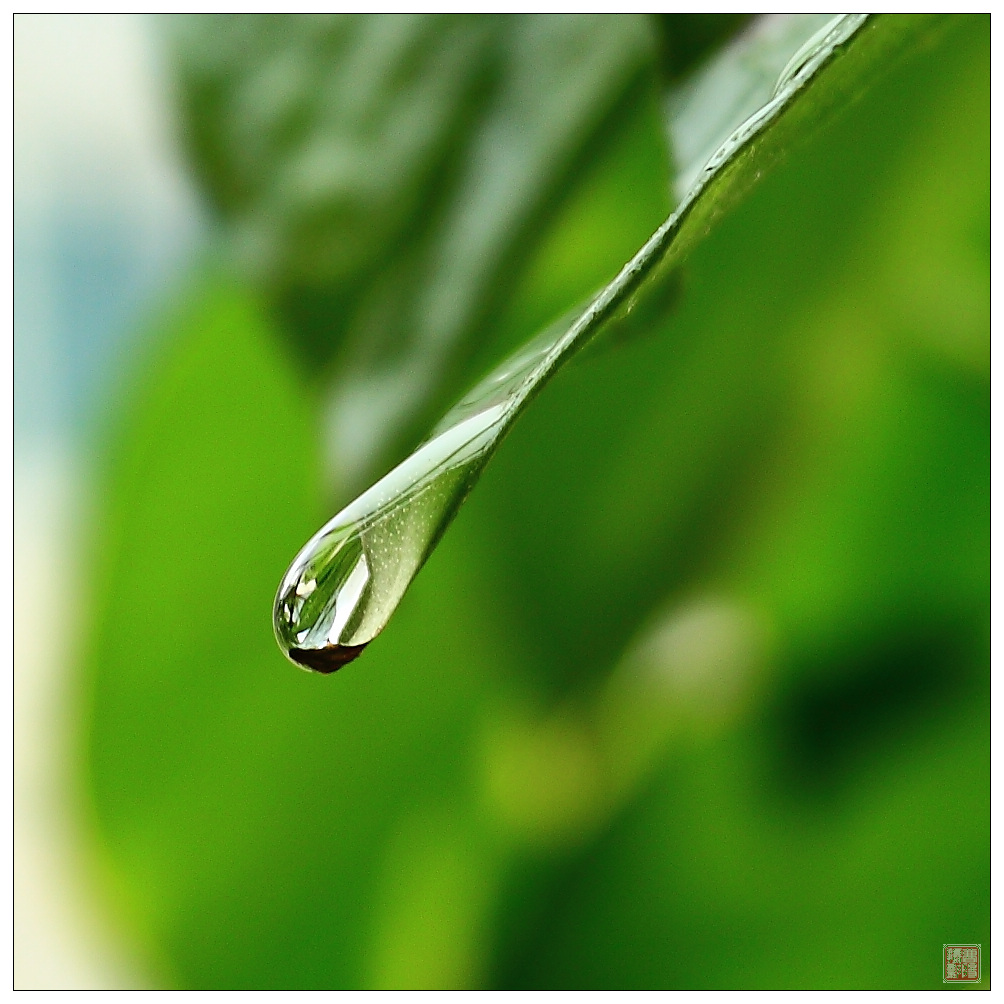 好雨知时节 摄影 摄林浪子