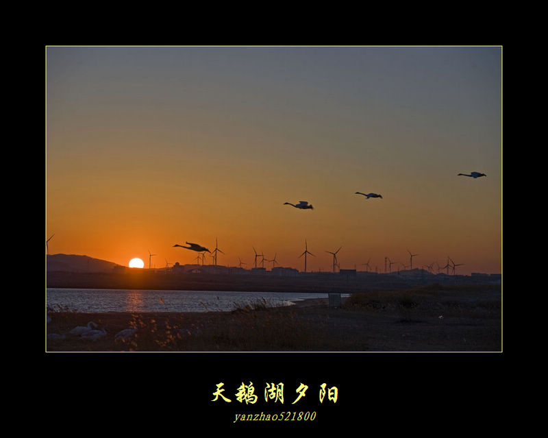 天鹅湖夕阳 摄影 年轻心