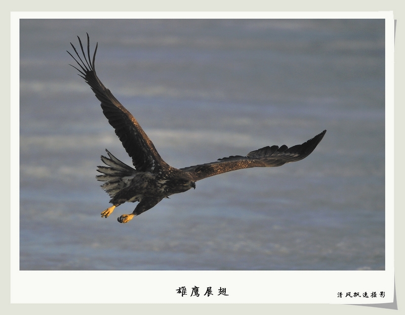 雄鹰 摄影 清风飘逸09