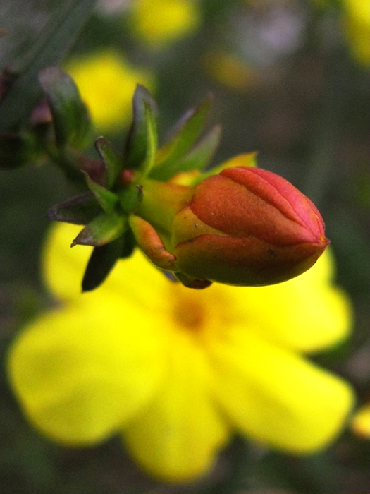 早春里，那一朵花蕾含苞欲放 摄影 狂来舞剑