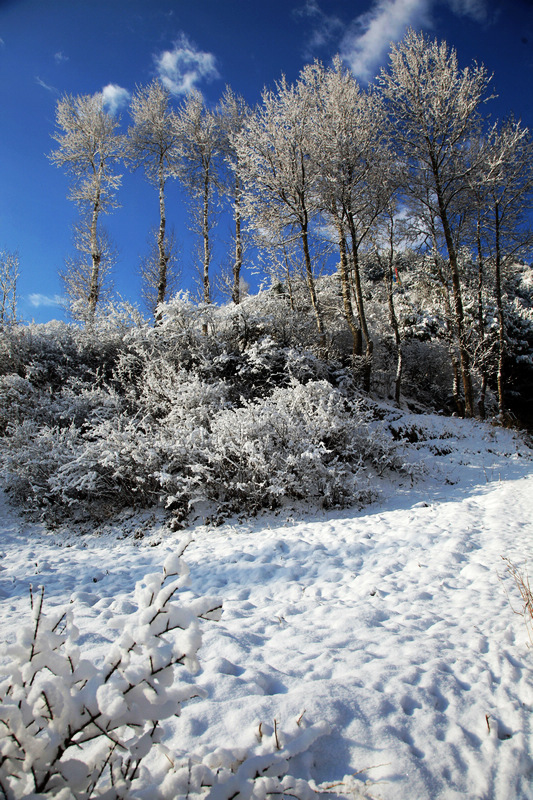 雪地里坚挺的白杨 摄影 风了尘