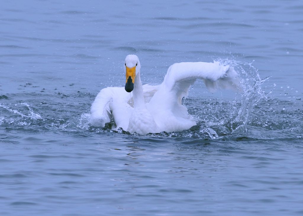 浴 摄影 老莊