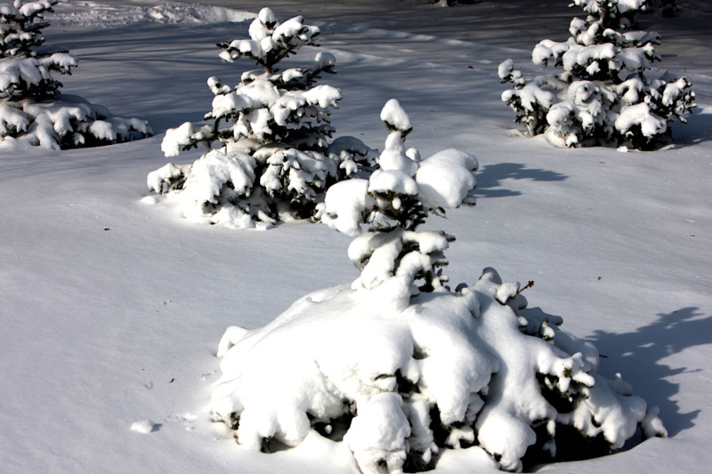 雪塔松 摄影 把酒凌虚