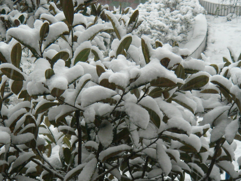 屋前雪景 摄影 仙人树