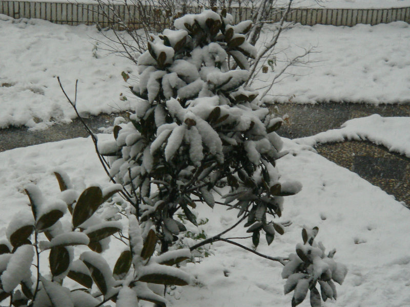 屋前雪景 摄影 仙人树