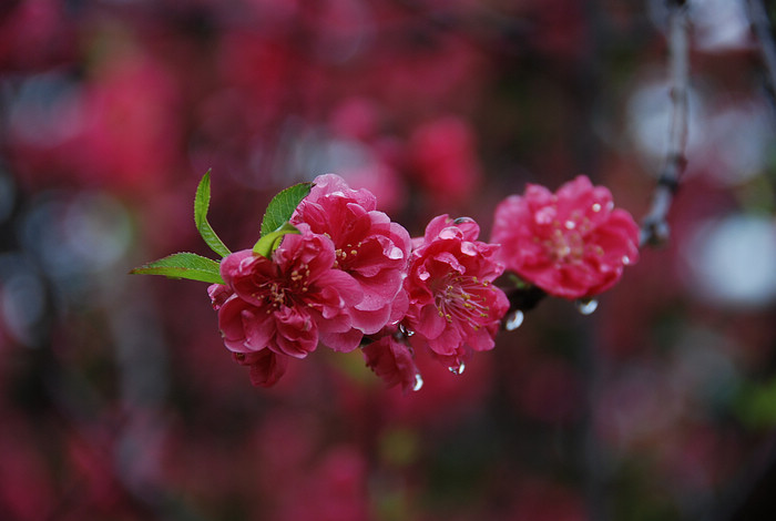 雨中花 摄影 雅俗一笑