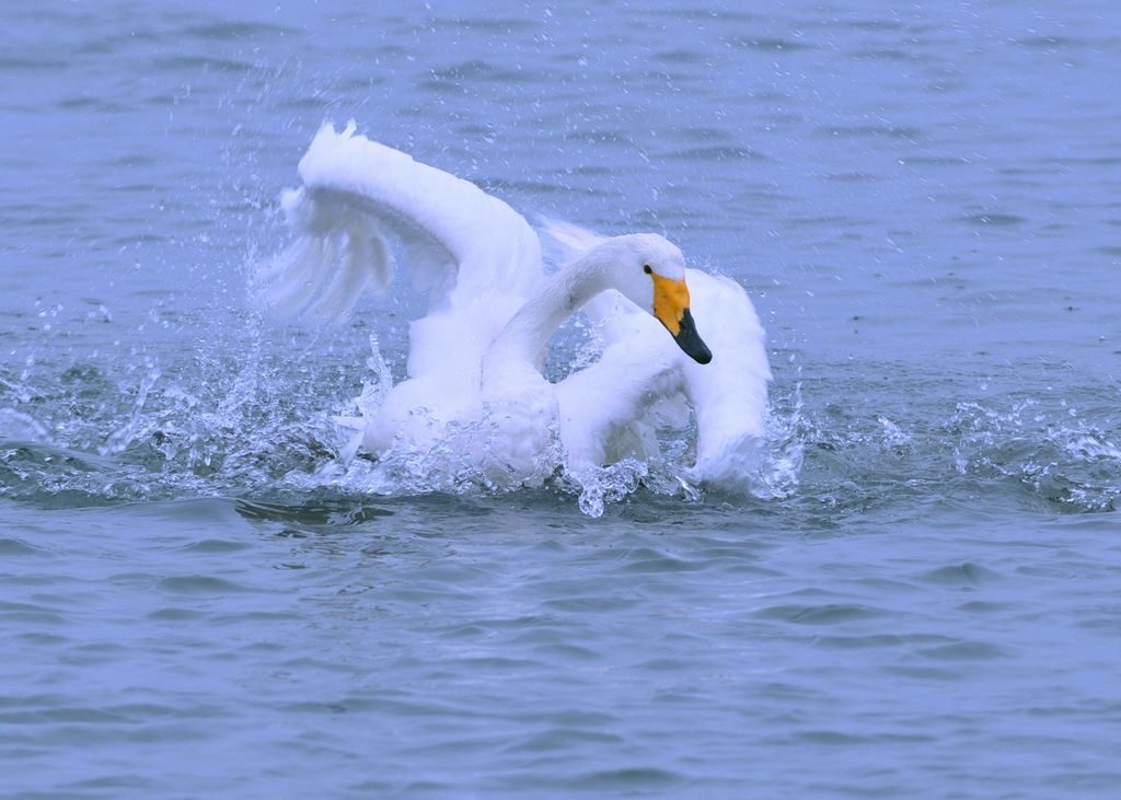 浴 摄影 老莊