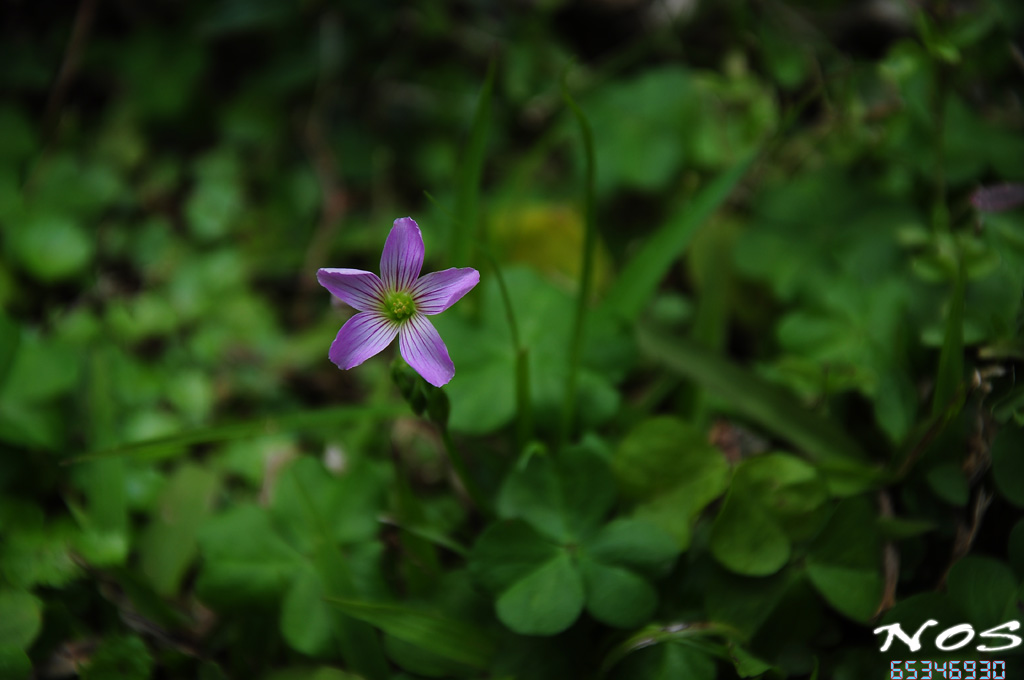 Flowers 摄影 nos