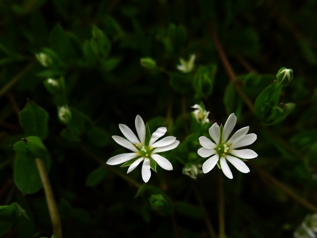 小花 摄影 寂寞海