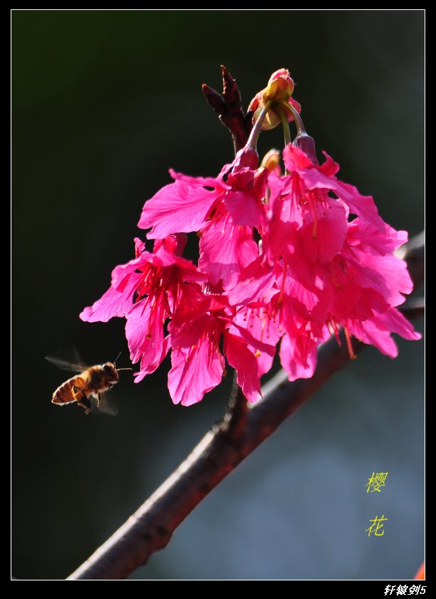 樱花 摄影 轩辕剑5