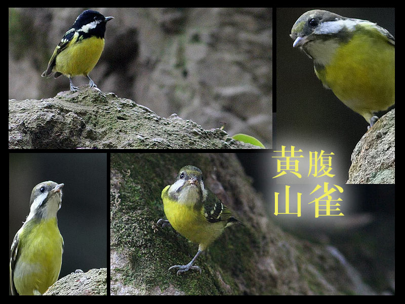 黄腹山雀 摄影 门外海