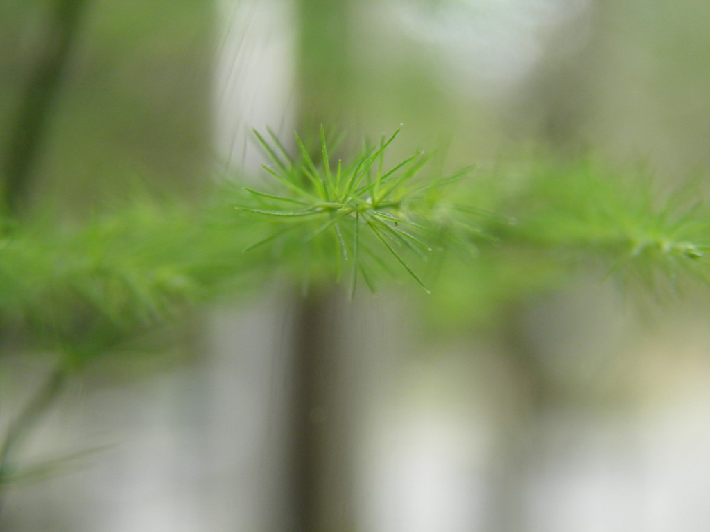 文竹的枝叶 摄影 色天下美景