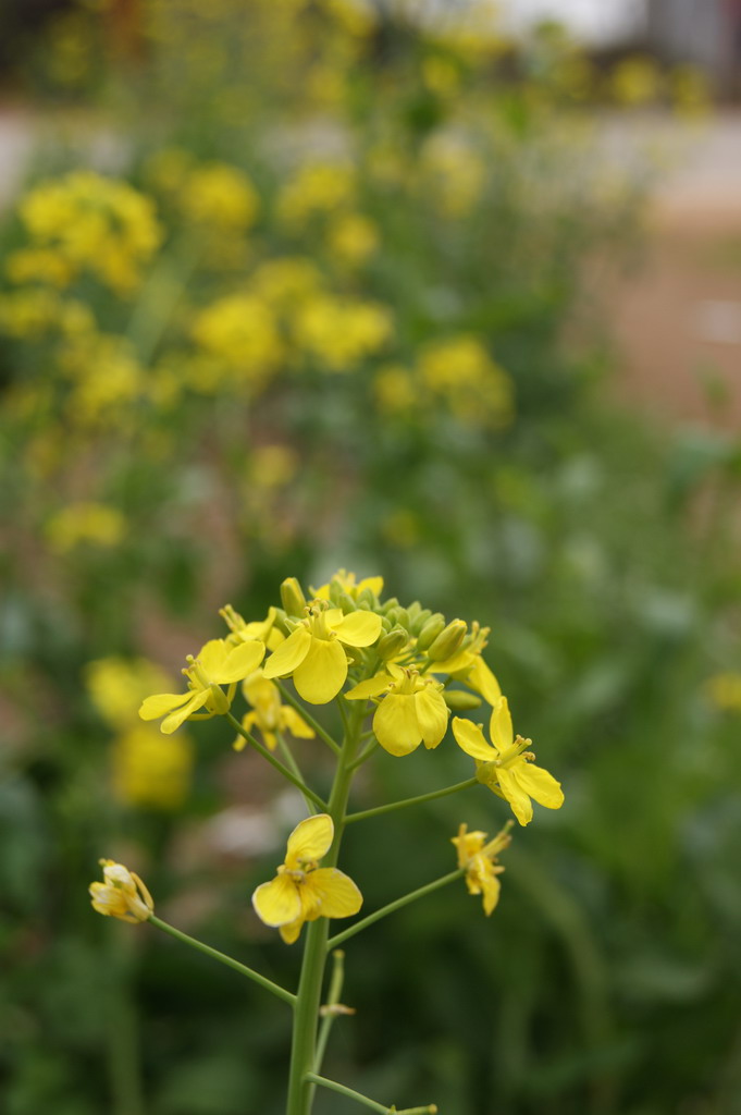 春、油菜花 摄影 sony290