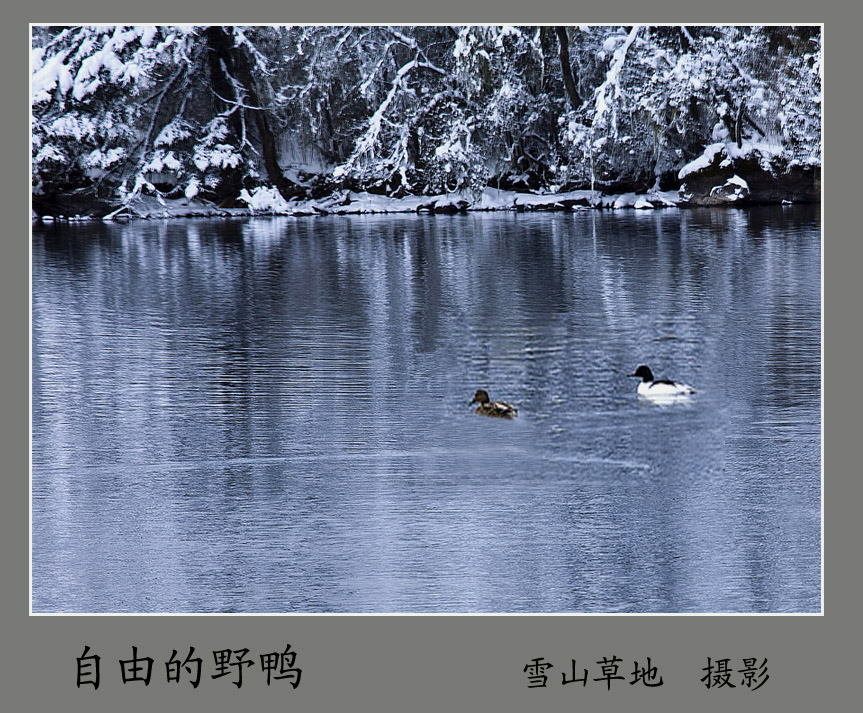 碧湖情侣——自由的野鸭 摄影 雪山草地