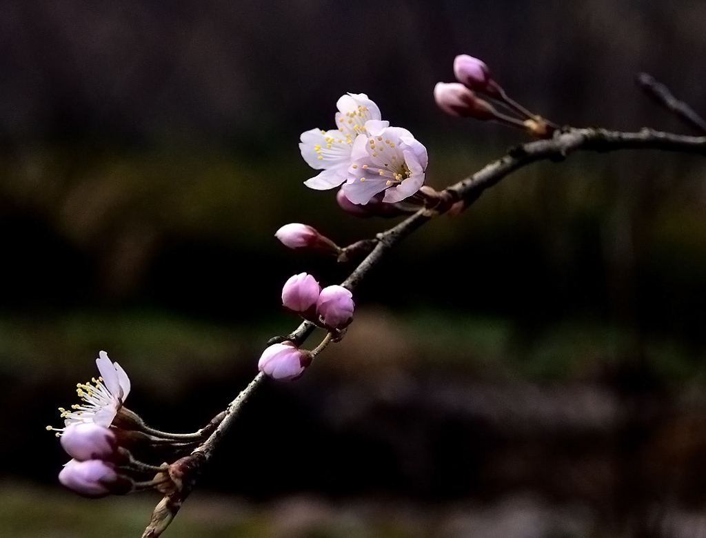 梅花？桃花？ 摄影 明秋