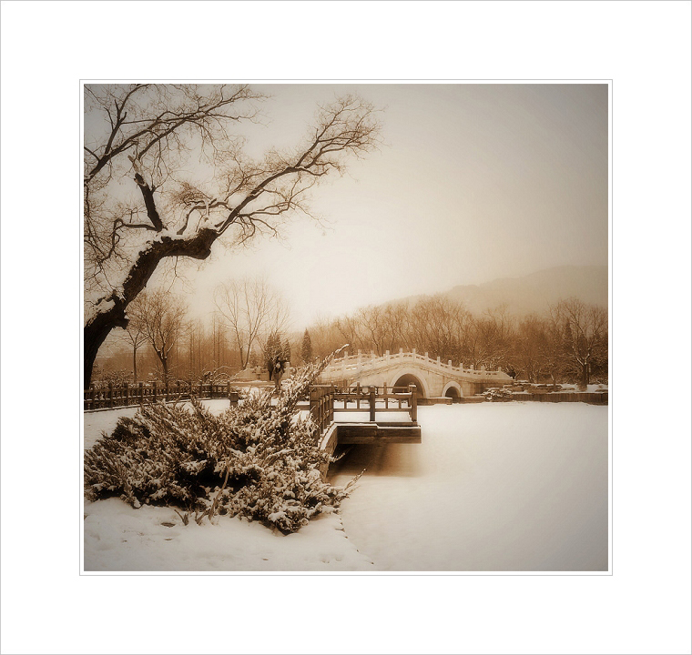 植物园雪景 摄影 高枕无忧