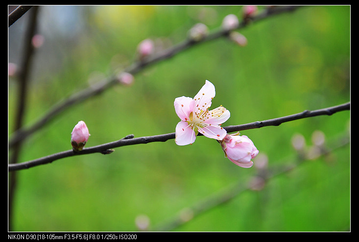 桃李芬芳 摄影 三客两拍