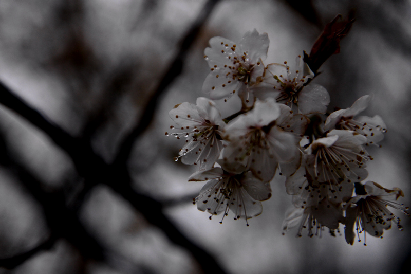 雨中花 摄影 xibeilin