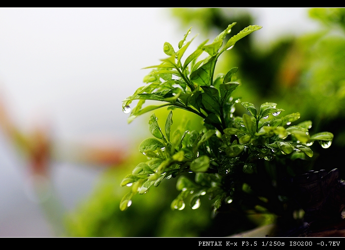 春雨绵绵 摄影 我爱仙人掌