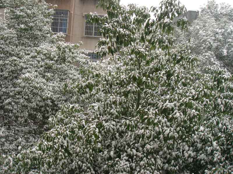 屋前雪景 摄影 仙人树