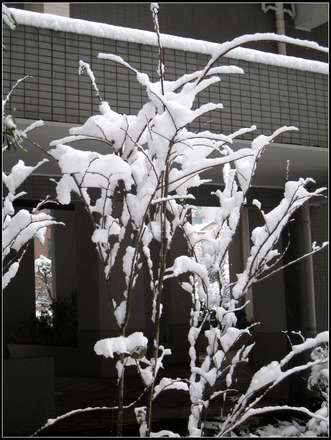 芦花雪 摄影 红山竹