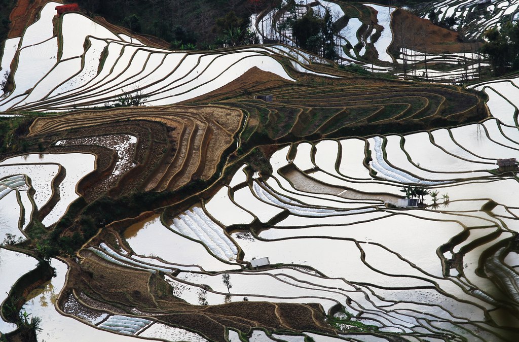 元阳梯田 摄影 冷花飘雪