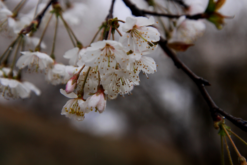 樱桃花 摄影 xibeilin