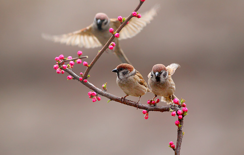 雀上梅枝 摄影 花翁