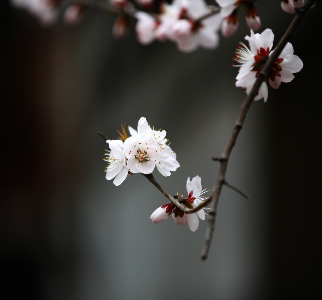 桃花初开 摄影 青青5354