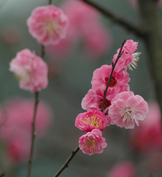 暗香（红叶梅） 摄影 桂湖常客