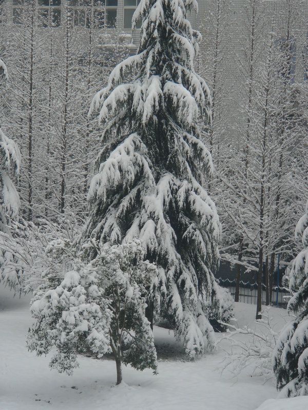 屋前雪景 摄影 仙人树