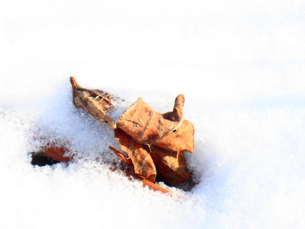 雪叶 摄影 流浪小兵