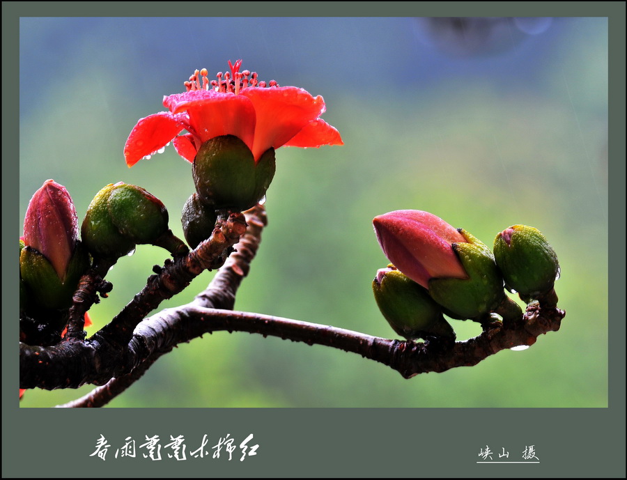 春雨萧萧木棉红 摄影 峡山