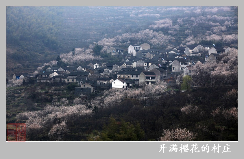 开满樱花的村庄 摄影 天涯寻梦