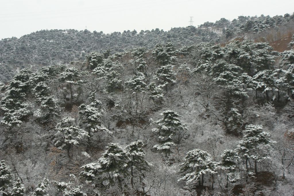 二月雪花‘开’满山 摄影 我为峰