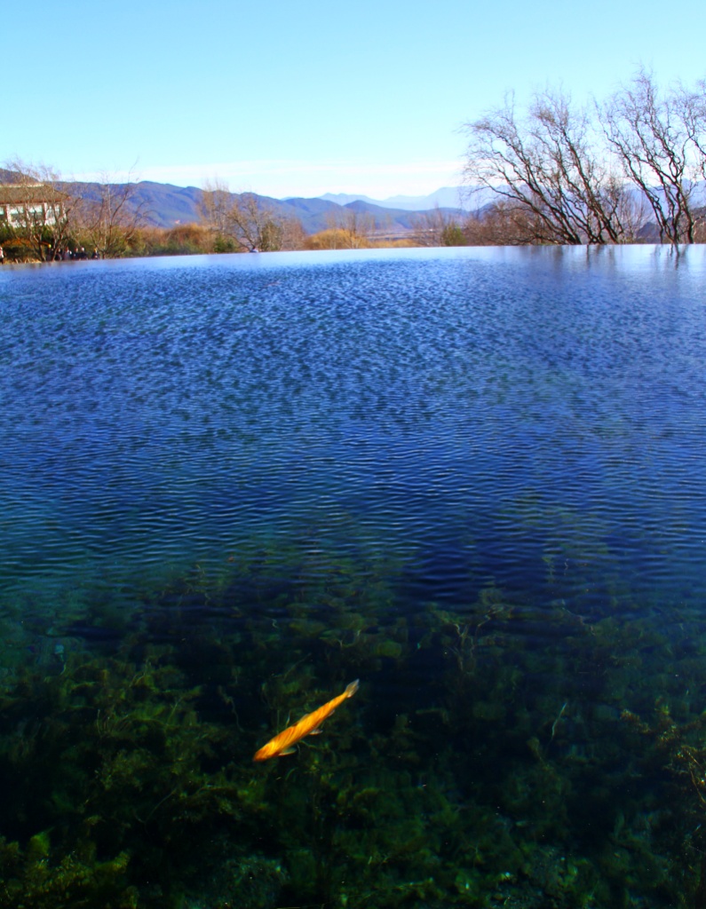 水中<。)#)))≦ 摄影 海潮音