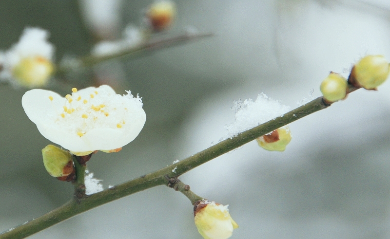 雪蕊 摄影 蛇山隐士