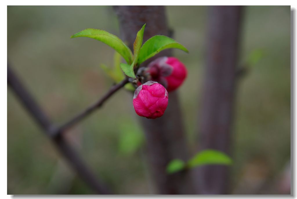 桃花红 摄影 TEA歆天涯