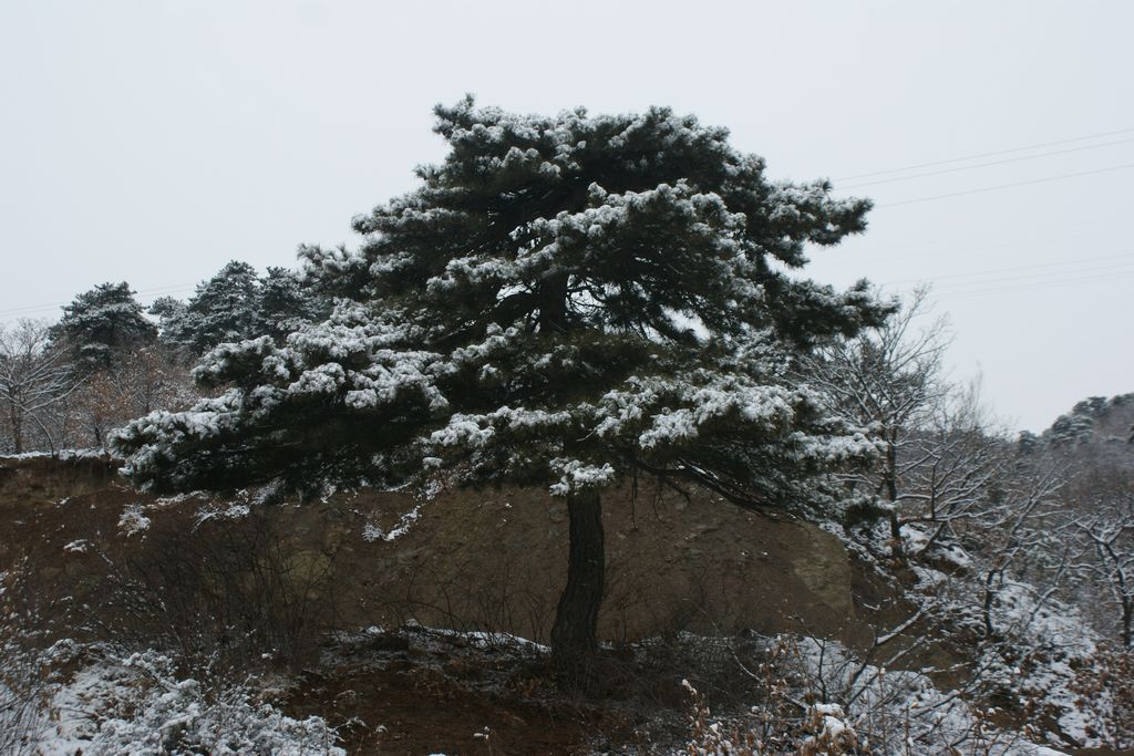 报春雪 摄影 我为峰