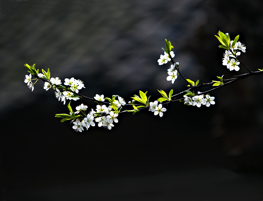 李子花 摄影 老歌歌